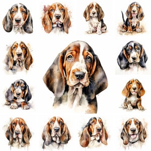 20 Basset Hound Dog and Puppy Aquarelle Clipart PNG Images, Basset Puppy, Basset Hound Dog Race, Chiot mignon, Utilisation commerciale gratuite