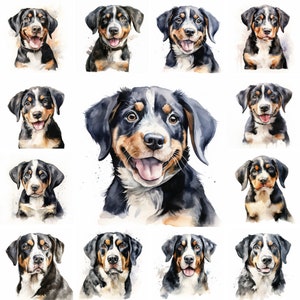 20 Großer Schweizer Sennenhund und Welpe Aquarell Clipart PNG Bild, süßer Großer Schweizer Sennenhund Welpe, Großer Schweizer Sennenhund Porträt