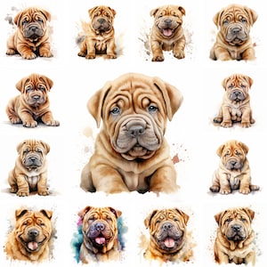 20 Shar-Pei Hund und Welpe Aquarell Clipart PNG-Bilder, Shar-Pei Welpe, Shar-Pei Rasse, niedliche Welpen, Shar-Pei Porträt