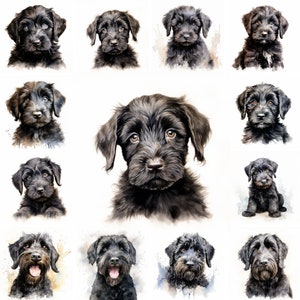 20 Black Russian Terrier Dog and Puppy Watercolor Clipart PNG Images, Black Russian Terrier Puppy, Black Russian Terrier Breed