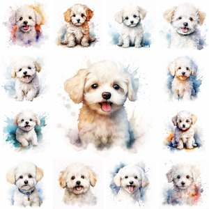 20 Bichon Frise chien et chiot aquarelle Clipart PNG Images, Bichon Frise chiot, Bichon Frise race, mignon Bichon Frise chiot