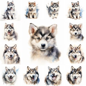 20 Alaskan Malamute Dog and Puppy Watercolor Clipart PNG Images, Winter Dog, Alaskan Malamute Breed, Dog Lovers, Cute Puppy