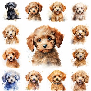 20 imágenes PNG de imágenes prediseñadas de acuarela de perro y cachorro de caniche, cachorro de caniche, raza de caniche, cachorro lindo, retrato de mascota, uso comercial gratuito