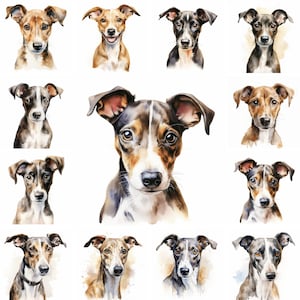 20 Windhund Hund und Welpe Aquarell Clipart PNG Bilder, niedlicher Windhund Welpe, Windhundrasse, Haustier Portrait, Fast Runner Dog