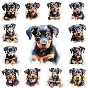 20 Beauceron Dog and Puppy Watercolor Clipart PNG Images, Beauceron Puppy, Beauceron Breed, Cute Beauceron Puppy, Free Commercial Use