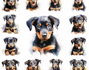 20 Beauceron Dog and Puppy Watercolor Clipart PNG Images, Beauceron Puppy, Beauceron Breed, Cute Beauceron Puppy, Free Commercial Use