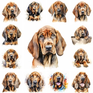20 Bloodhound Dog and Puppy Watercolor Clipart PNG Images, Bloodhound Puppy, Bloodhound Breed, Hunting Dog, Free Commercial Use