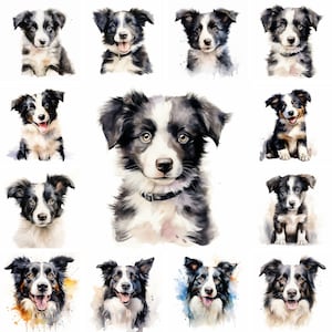 20 Border Collie Perro y Cachorro Acuarela Clipart Imágenes PNG, Cachorro Border Collie, Raza Border Collie, Cachorros Lindos, Retrato de Perro