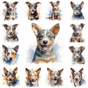 20 Australian Cattle Dog and Puppy Watercolor Clipart PNG Images, Cattle Dog Puppy, Australian Cattle Dog Breed, Cute Puppy, Dog Lovers
