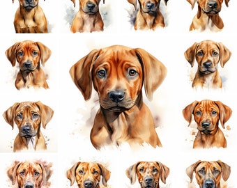 Ente Completo Di Rhodesian Ridgeback Del Cane Fotografia Stock