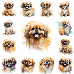 20 Pekingese Dog and Puppy Watercolor Clipart PNG Images, Pekingese Puppy, Pekingese Breed, Cute Puppy, Pet Portrait, Free Commercial Use