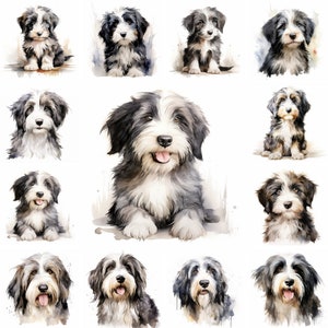 20 Bearded Collie Dog and Puppy Watercolor Clipart PNG Images, Bearded Collie Puppy, Bearded Collie Breed, Cute Bearded Collie Puppy