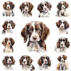 20 imágenes PNG de imágenes prediseñadas de acuarela de perro y cachorro de Springer Spaniel inglés, cachorro de Springer Spaniel inglés, retrato de mascota de raza Springer Spaniel