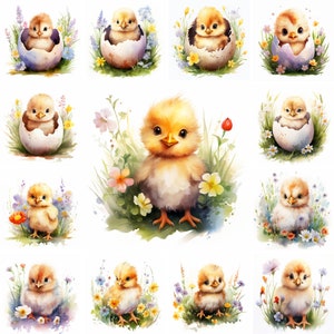 20 imágenes PNG de acuarela de pollo bebé, pollo bebé de Pascua PNG, pollito bebé, animal de Pascua, pollo bebé lindo, flores de Pascua