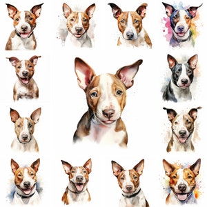 20 American MIniature Bull Terrier Perro y Cachorro Acuarela Clipart PNG Imágenes, Bull Terrier, Raza Bull Terrier, Lindo Mini Bull Terrier