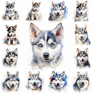 20 Siberian Husky Dog and Puppy Watercolor Clipart PNG Images, Siberian Husky Puppy, Siberian Husky Breed, Cute Puppies