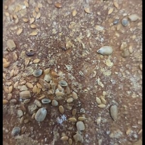 Brown Seeded Sourdough Loaf- Naturally Fermented, Freshly Baked by Hand