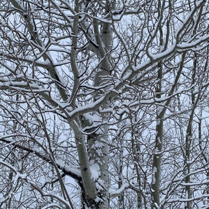 May include: A snowy forest scene with bare branches and a white, snow-covered tree trunk in the center.