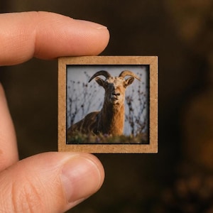 May include: A miniature square frame featuring a photographic print of a brown goat with curved horns. The goat is positioned in a grassy field with blurred vegetation in the background. The frame is made of a light brown, textured material.