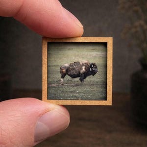 Tiny Bison – 1x1 Inch Handmade Framed Photo (Miniature Art)