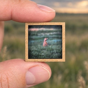 May include: A small square wooden frame containing a photographic print of a prairie dog standing upright in a grassy field. The frame has a light brown, textured finish and holds the image of the animal centered within the green landscape.