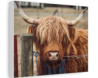 Highland Cow Canvas Print: Rustic Farmhouse Wall Art