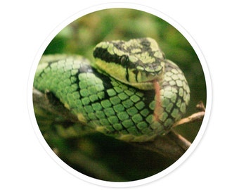 Green Tree Snake Round Stickers, IndoorOutdoor