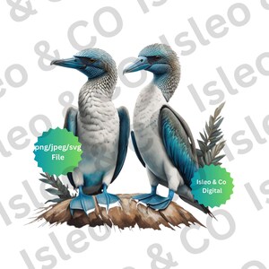 2 Beleza de pés azuis: download instantâneo aquarela Blue-Footed Booby Design - Majestic Bird Art, PNG, JPG, SVG para seus voos artísticos