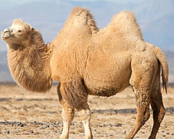 The Finest Mongolian Camel Hair-best Wadding for All Kerosene