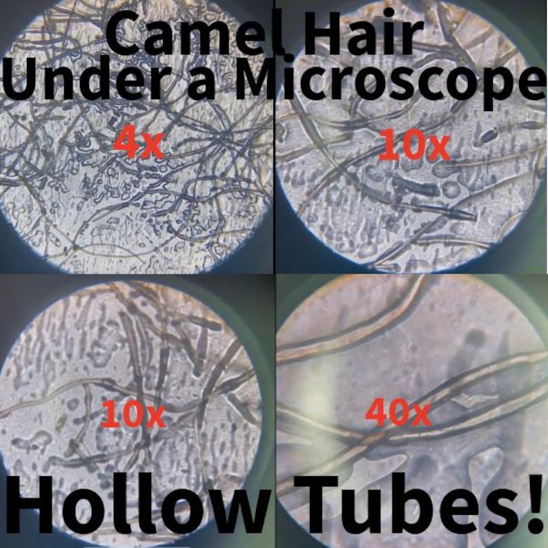 May include: A four-panel microscopic view of camel hair fibers labeled Camel Hair Under a Microscope and Hollow Tubes! with magnification levels of 4x, 10x, and 40x. The images show thin, dark, elongated strands against a light, textured background.