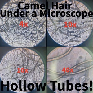 May include: A four-panel microscopic view of camel hair fibers labeled Camel Hair Under a Microscope and Hollow Tubes! with magnification levels of 4x, 10x, and 40x. The images show thin, dark, elongated strands against a light, textured background.