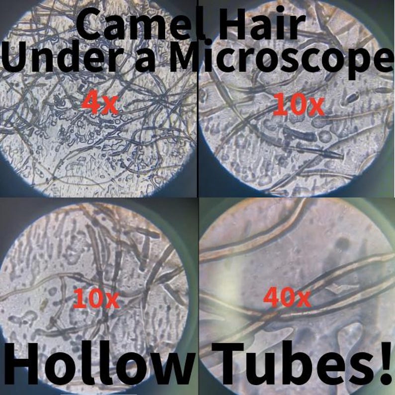 May include: A four-panel microscopic view of camel hair fibers labeled Camel Hair Under a Microscope and Hollow Tubes! with magnification levels of 4x, 10x, and 40x. The images show thin, dark, elongated strands against a light, textured background.