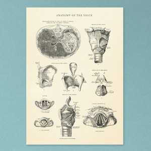 Anatomía de la voz / Arte mural / Ilustración científica / Póster de canto vintage / Ideas de regalos para vocalistas / A3, A4