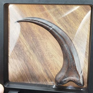 1:1 Scale Replica Velociraptor Claw from Jurassic Park
