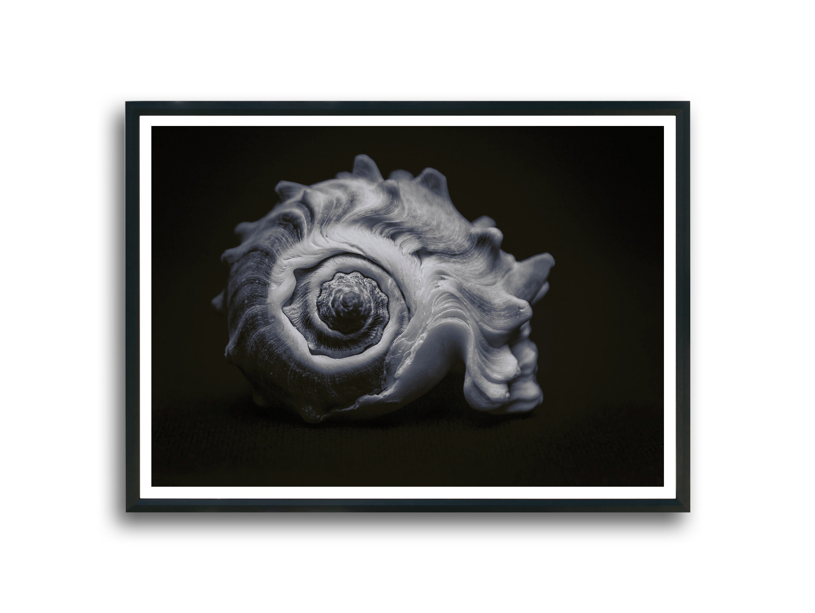 White Seashell Digital Downloads Image Printable Wall Art, Black and White Wall Art, Black And White Print, Downloadable Art