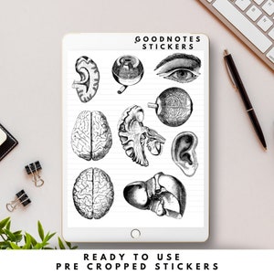 Medical Digital Stickers for GoodNotes Anatomy Theme Instant Download