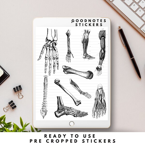 Goodnotes Anatomy Stickers Etsy
