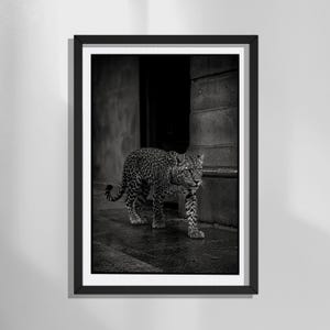 Urban Leopard Photography Print, Black and White Wall Art, Wildlife Fine Art, Luxury Minimalist Decor, Gallery Quality Photo Print