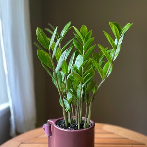 ZZ Plant - Zamioculcas zamiifolia