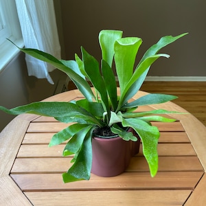Staghorn Fern - Platycerium bifurcatum