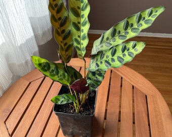 Rattlesnake plant - Goeppertia insignis