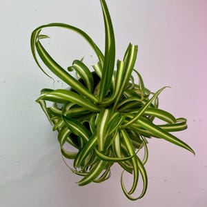 Spider Plant - Chlorophytum comosum