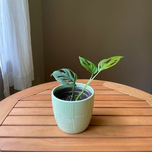 Swiss Cheese vine - Monstera adansonii