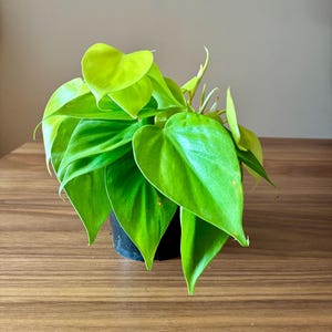 Philodendron Neon - Philodendron hederaceum
