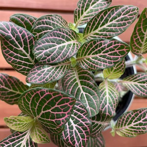 Pink Nerve Plant - Fittonia albivenis