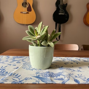 Panda Plant - Kalanchoe Tomentosa