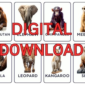 24 Zoo Animals Flashcard Cards, Montessori flash cards, Pre-School Cards, Ready To Print Flashcards + Free Coloring Book, INSTANT DOWNLOAD