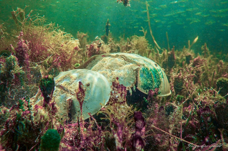 Horseshoe Crabs Underwater Photography Etsy