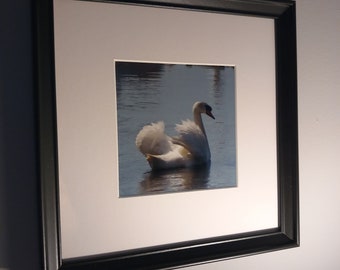 Swan on Lake