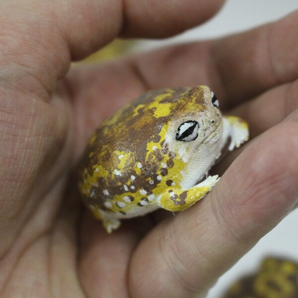 Grenouille de pluie du désert Etsy France